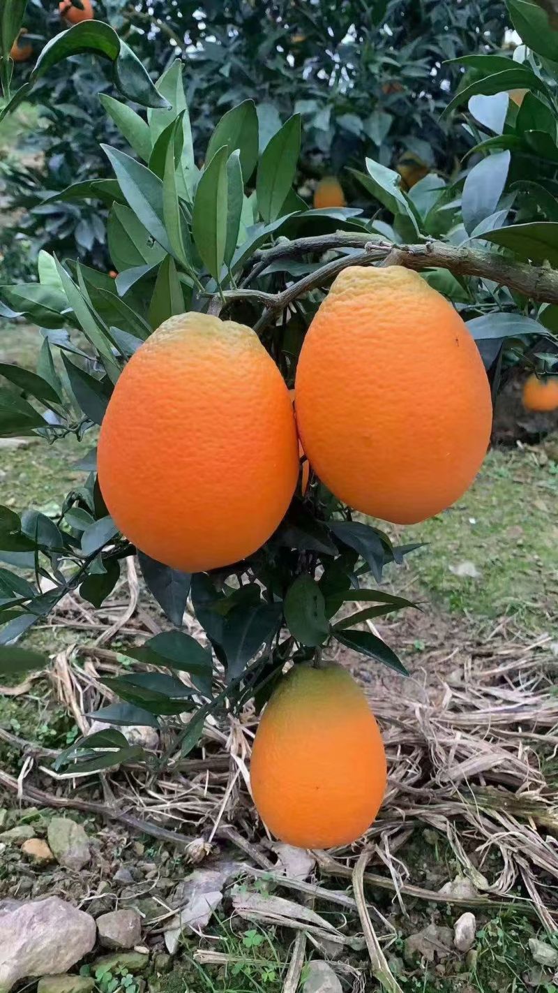 奉节脐橙60起步