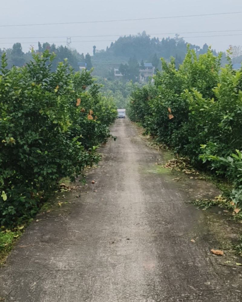尤力克柠檬