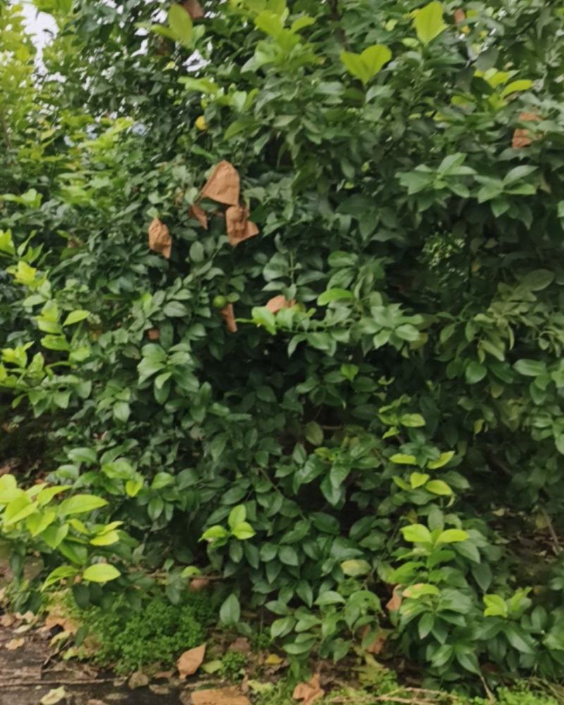尤力克柠檬