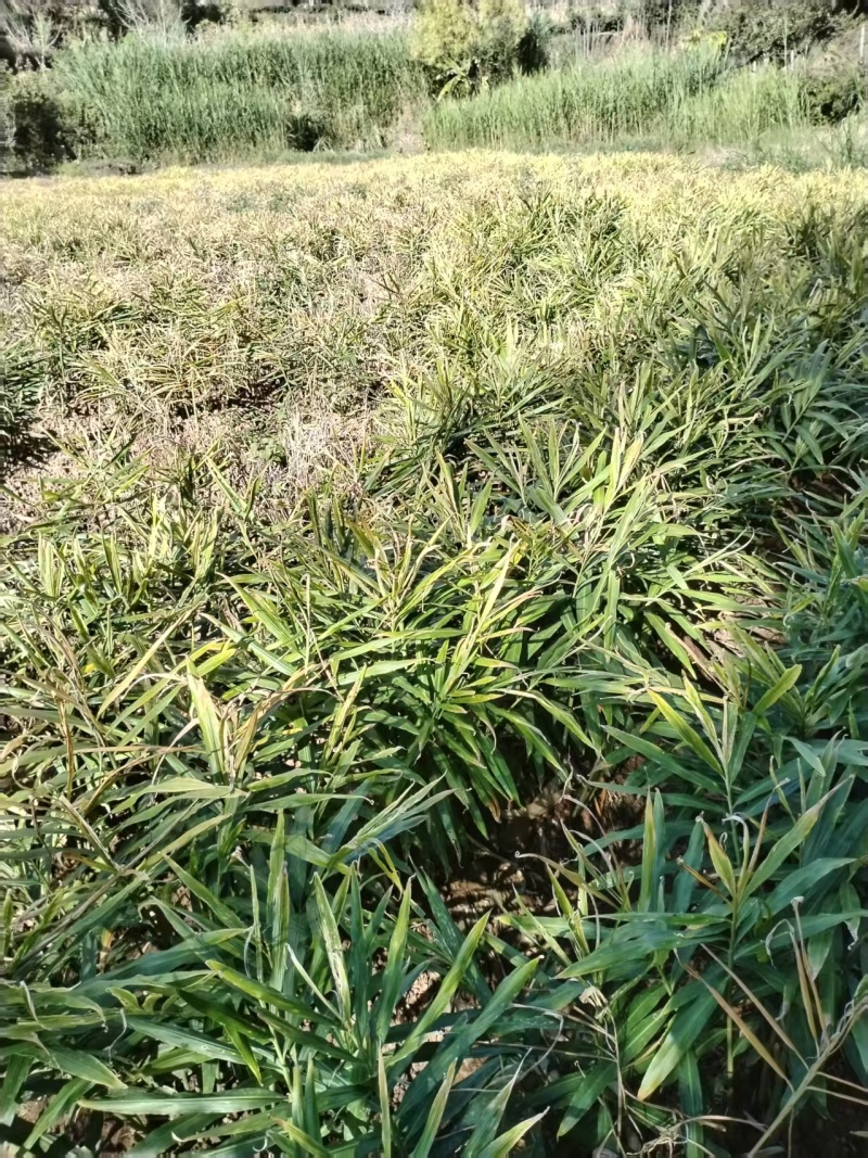 小黄姜