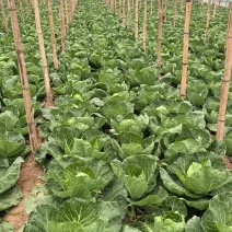 甘蓝大量上市