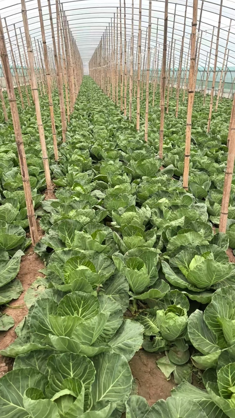 甘蓝大量上市