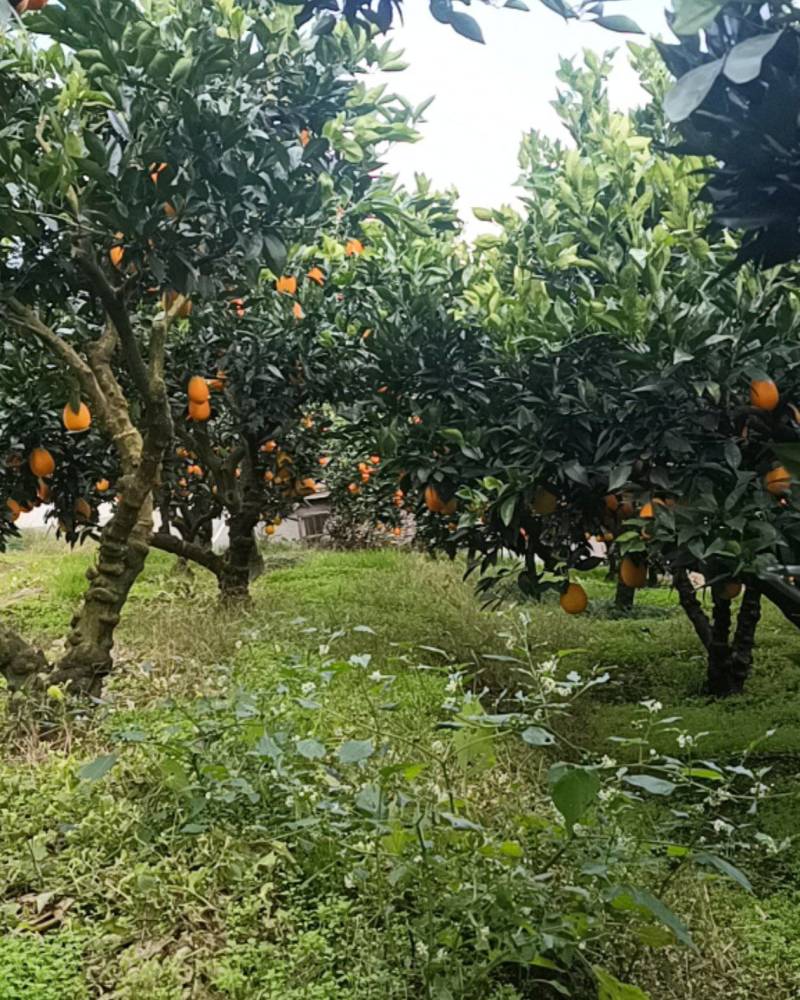 秭归长红脐橙，果大65-95，口感好，果面干净。可以谈一树采
