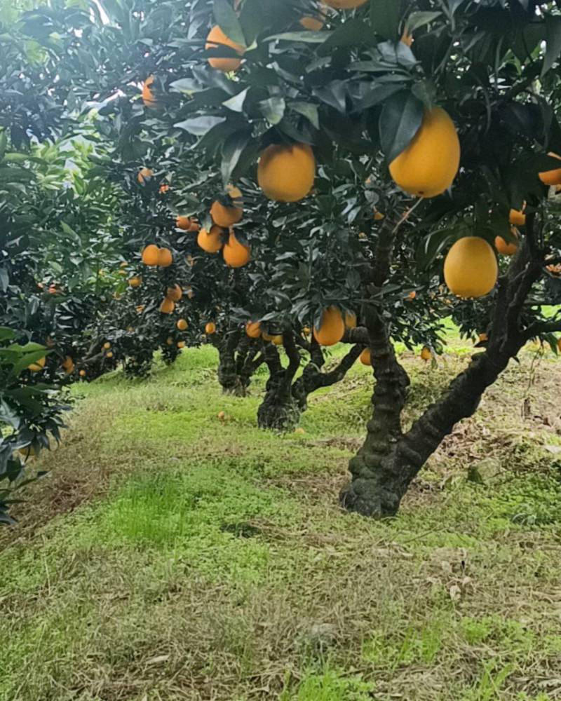 秭归长红脐橙，果大65-95，口感好，果面干净。可以谈一树采