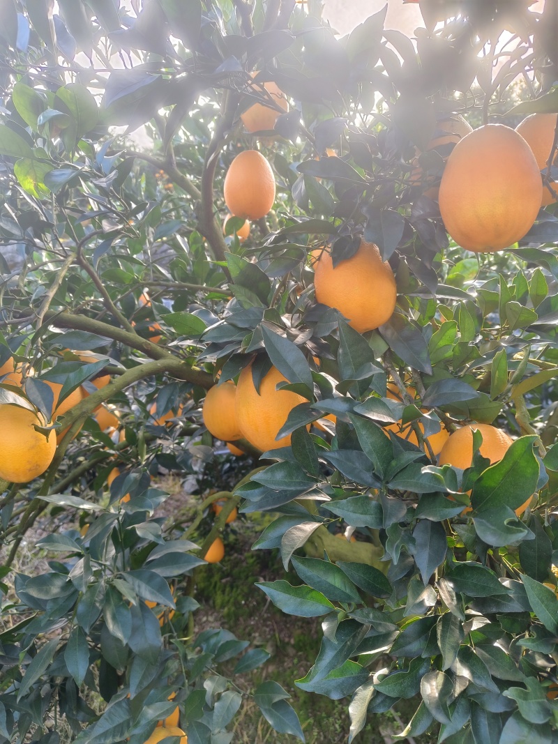 秭归长红脐橙，果大65-95，口感好，果面干净。可以谈一树采