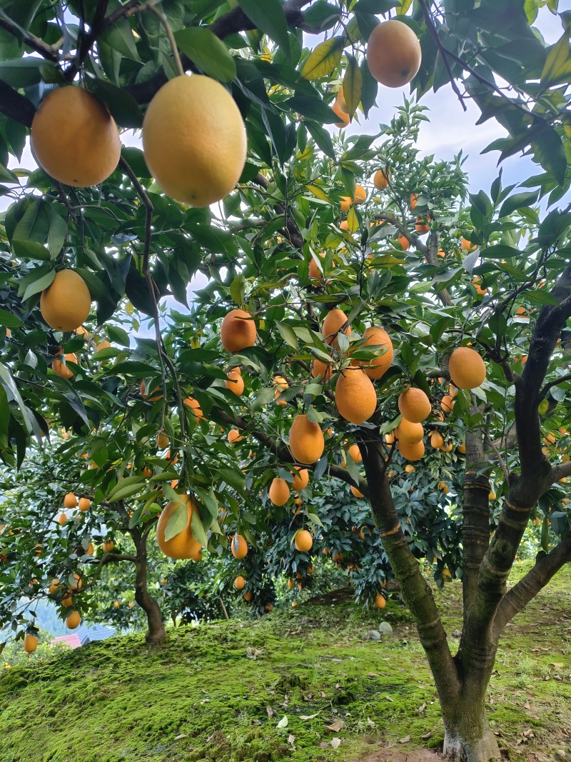 秭归长红脐橙，果大65-95，口感好，果面干净。可以谈一树采