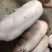 活猪