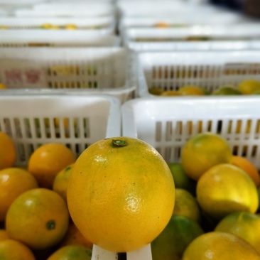冰糖橙