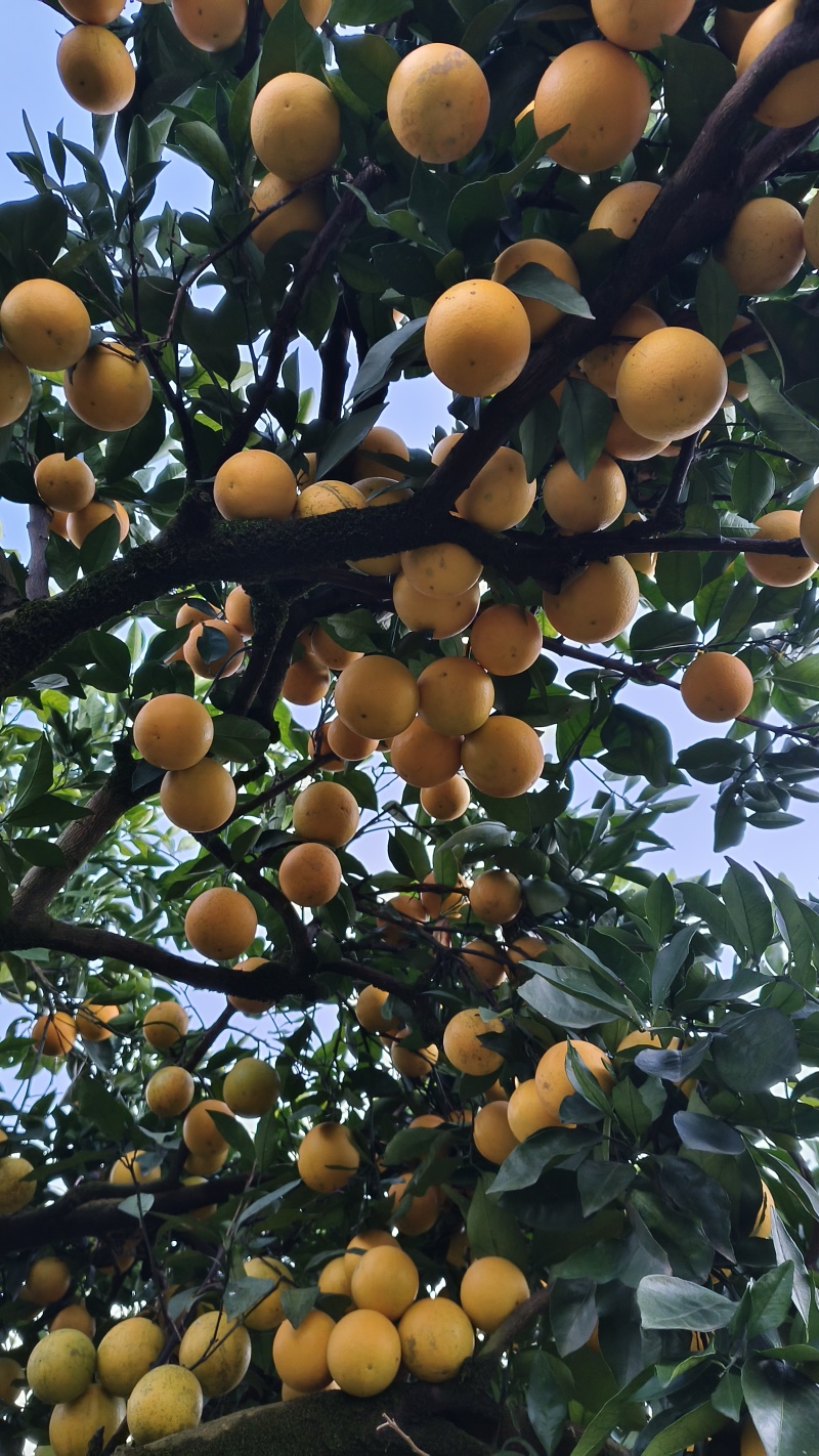 冰糖橙