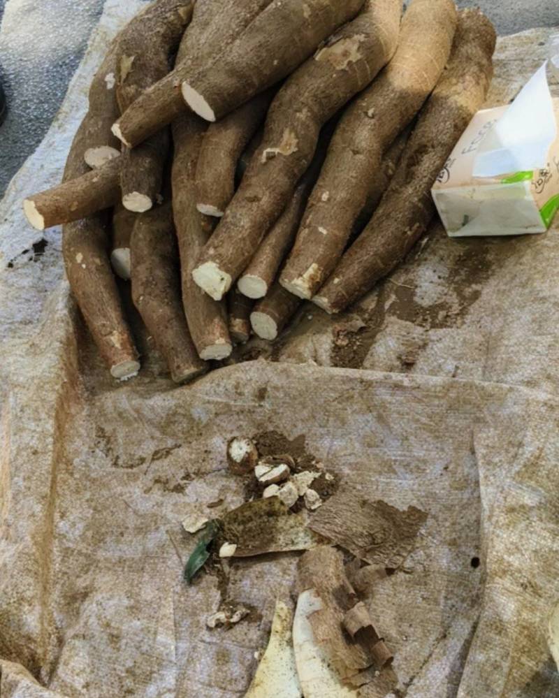 华南9号黄心木薯