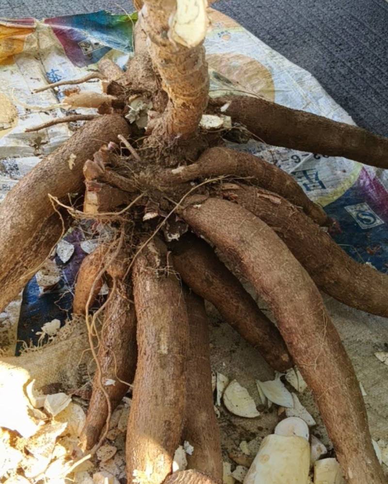 华南9号黄心木薯