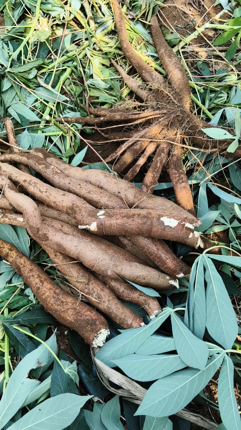 华南9号黄心木薯