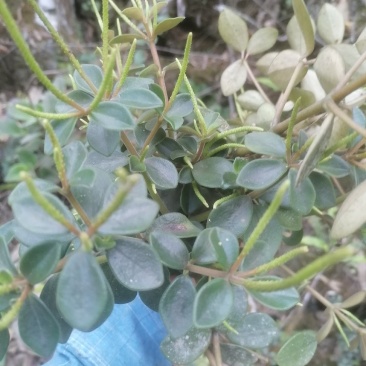 干货石蝉草