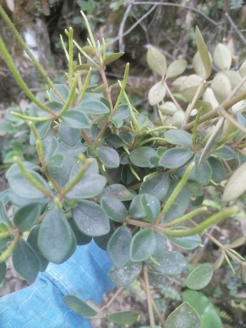 干货石蝉草