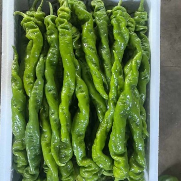 暖棚精品螺丝大量上市，保质保量，物美价廉