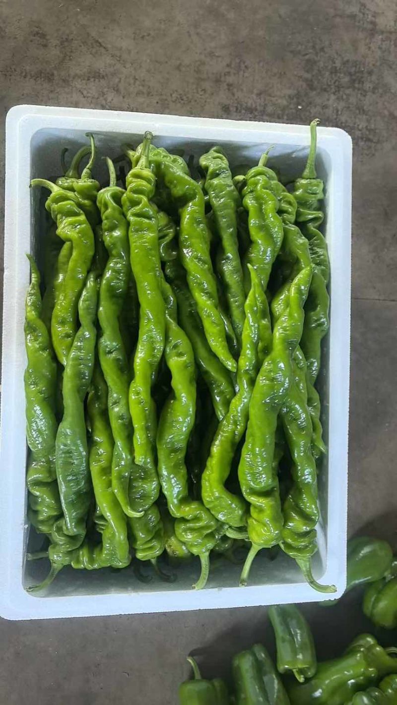暖棚精品螺丝大量上市，保质保量，物美价廉