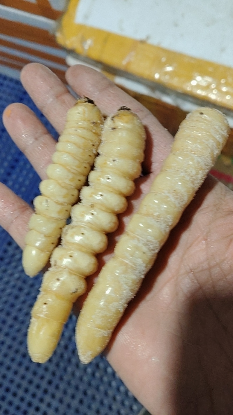 今年新货，大柴虫！