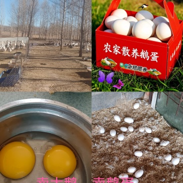 卖纯粮食散养鹅蛋