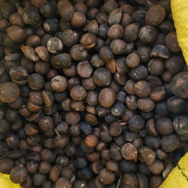 三江县老树茶籽