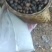 三江县老树茶籽
