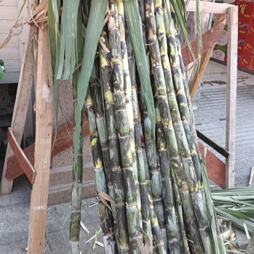 甘蔗大量出