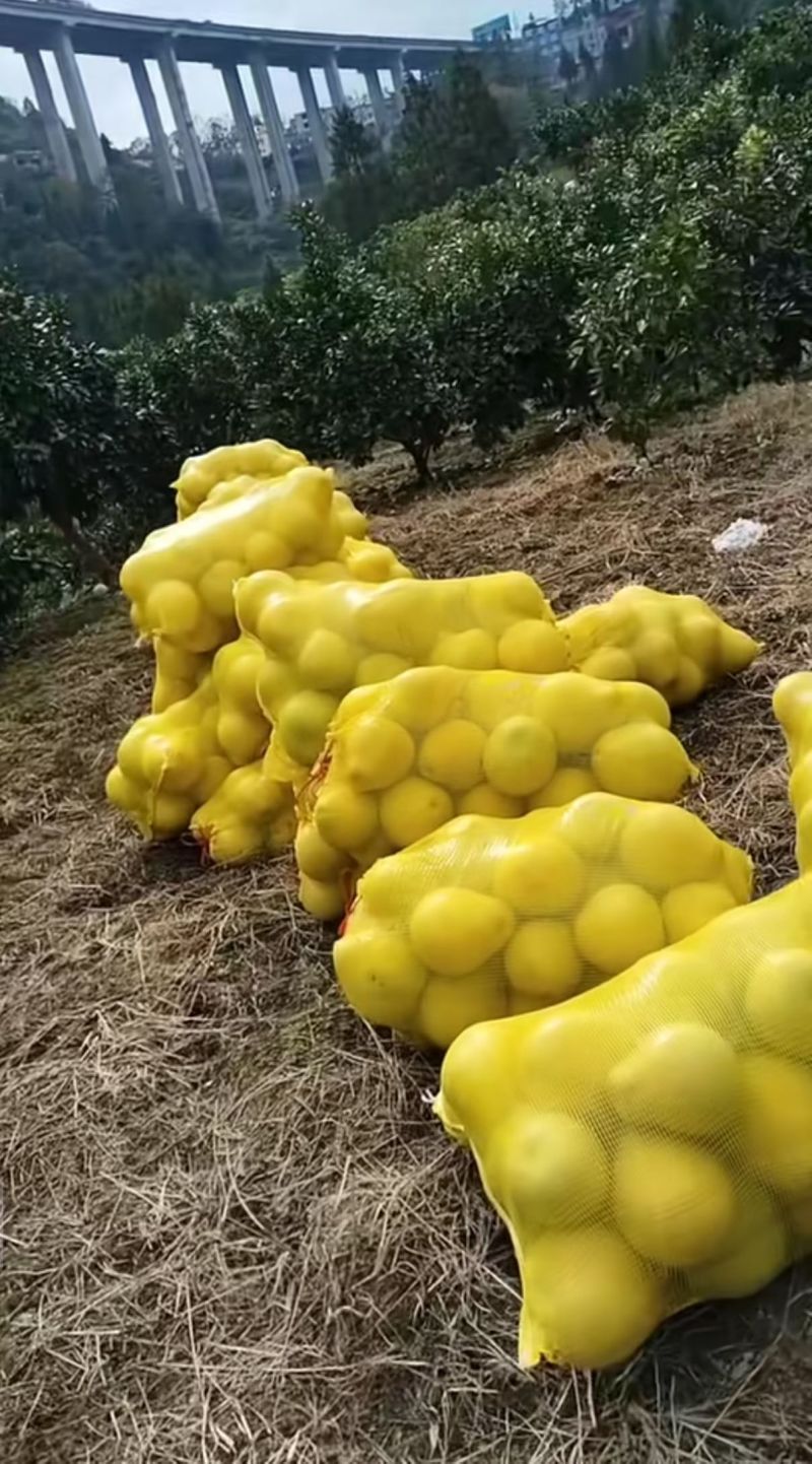 高罗白柚