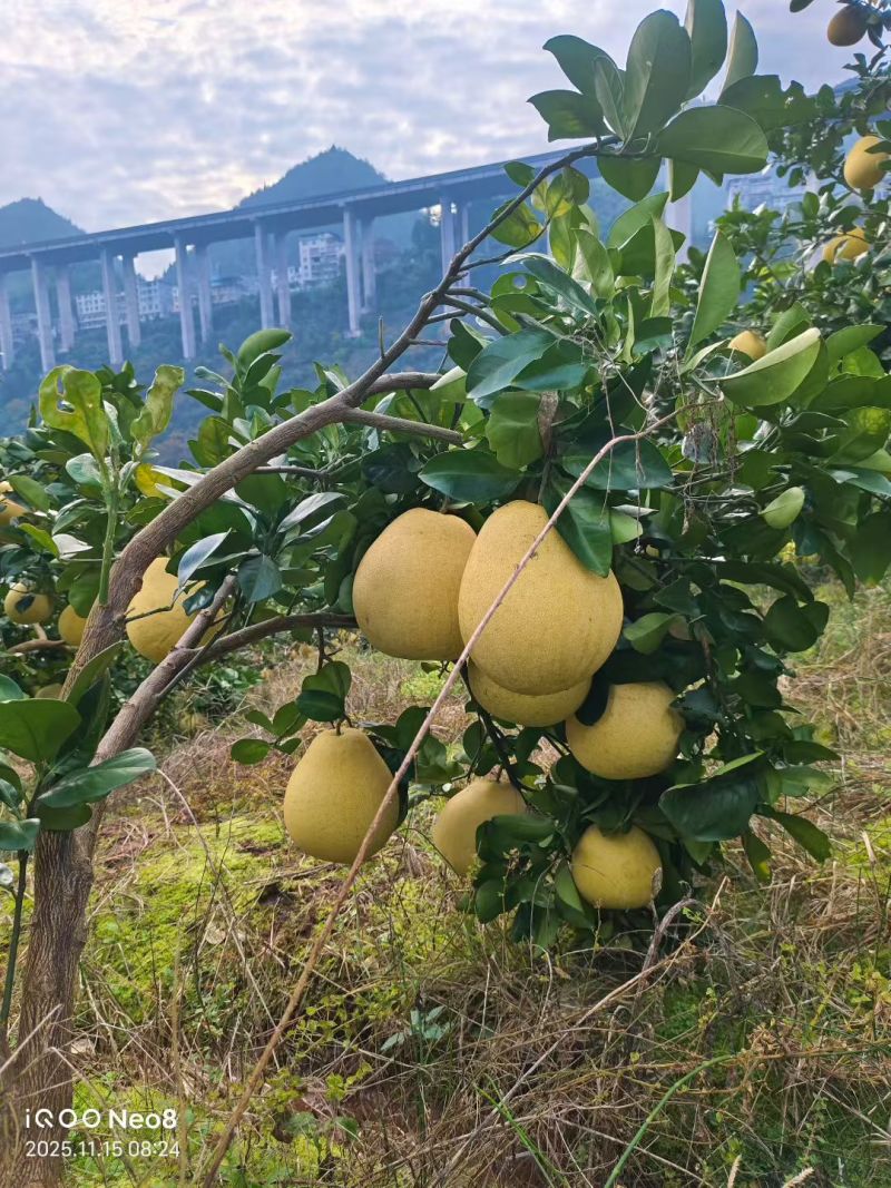 高罗白柚