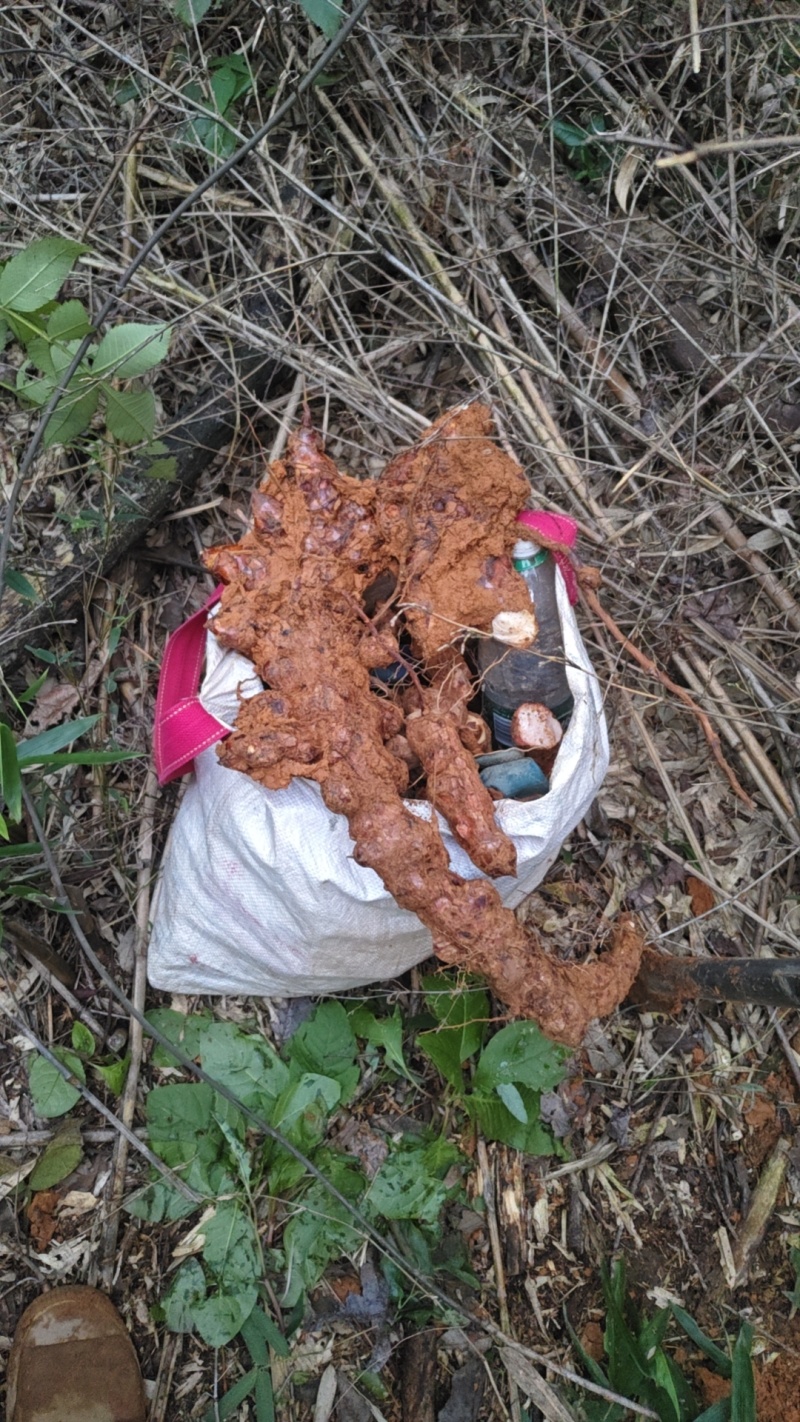 土茯苓纯野生，每天稳定两百斤左右寻找有缘人