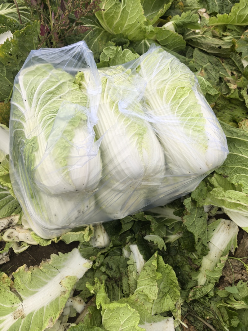 山东省潍坊市青州市大白菜，大量上市了，质量很好。