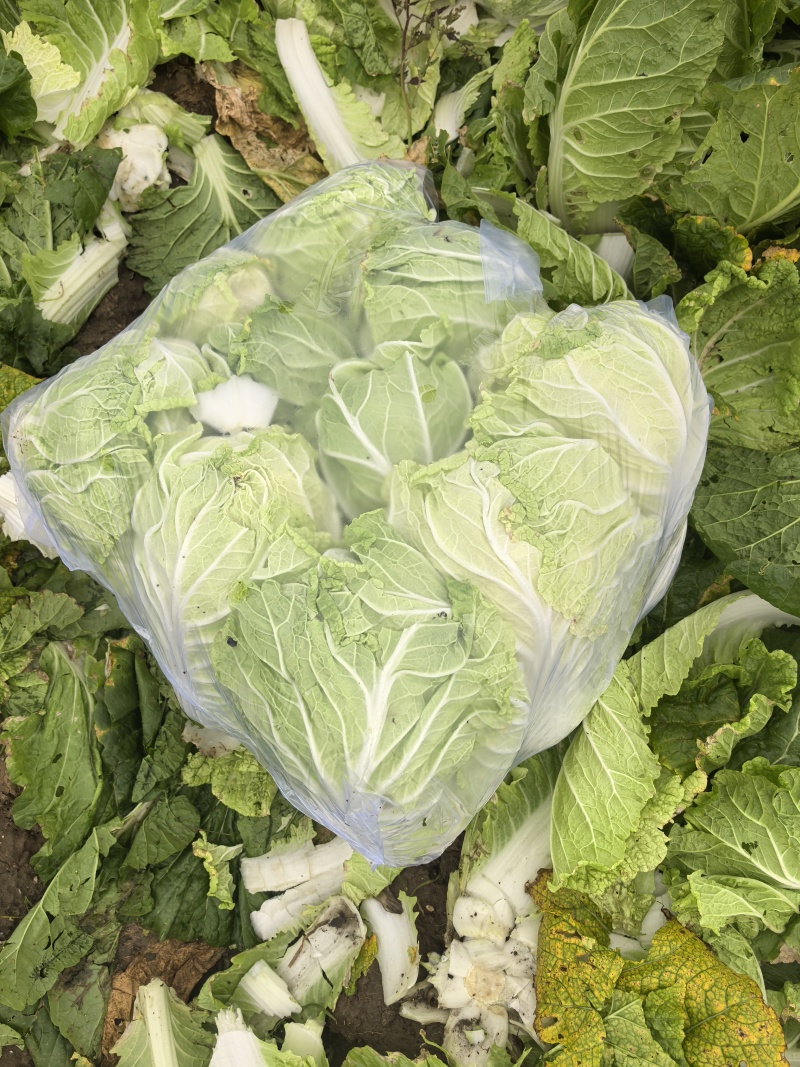 山东省潍坊市青州市大白菜，大量上市了，质量很好。