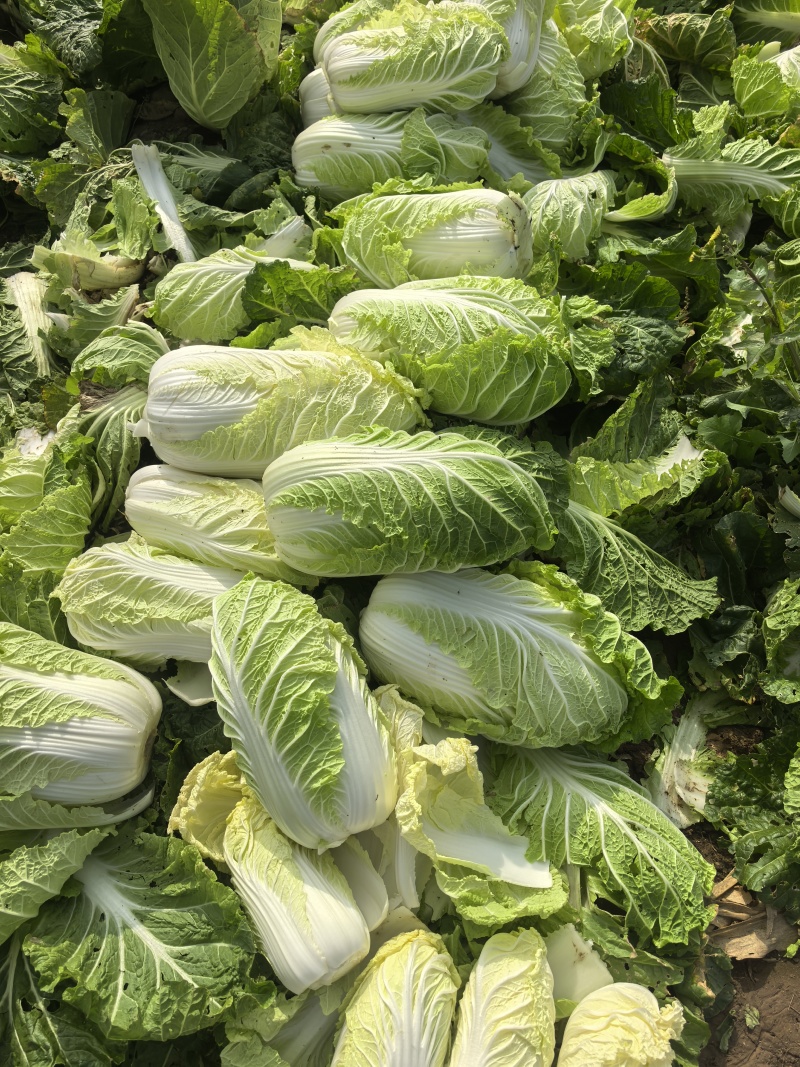 山东省潍坊市青州市大白菜，大量上市了，质量很好。