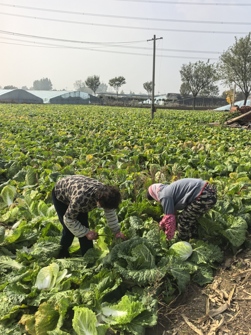 山东省潍坊市青州市大白菜，大量上市了，质量很好。