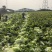 山东省潍坊市青州市大白菜，大量上市了，质量很好。