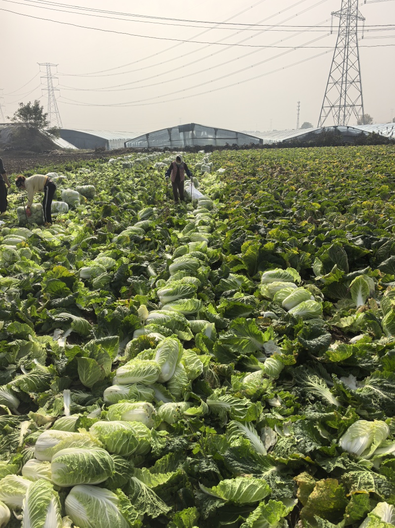 山东省潍坊市青州市大白菜，大量上市了，质量很好。