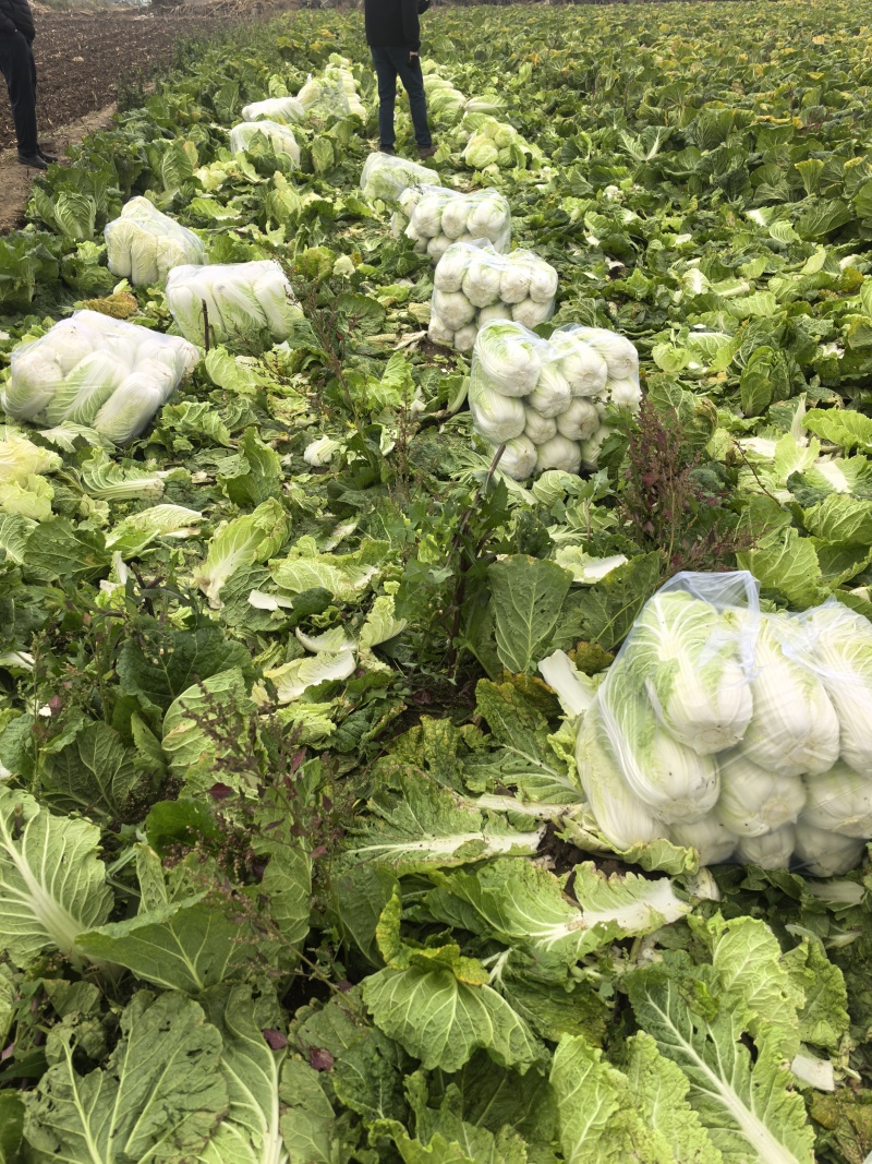 山东省潍坊市青州市大白菜，大量上市了，质量很好。