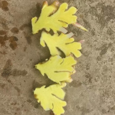 湖南二号平头姜，山地姜