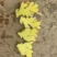 湖南二号平头姜，山地姜