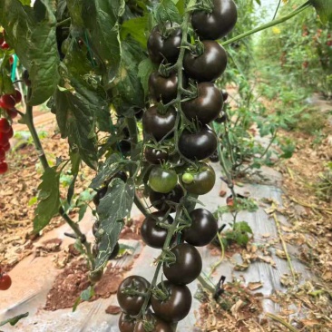 黑番茄墨明珠小番茄各种颜色的一件代发