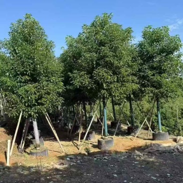 香樟养冠8-18分，各种规格，大量低价出售