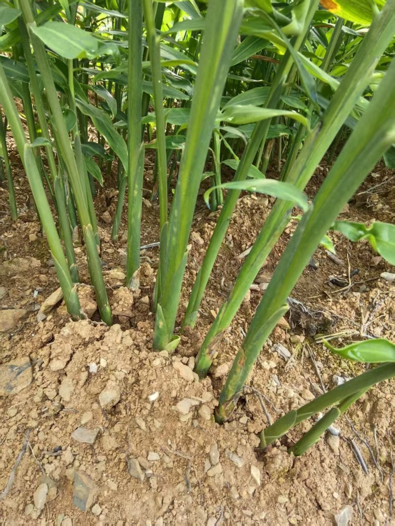 湖南2号姜