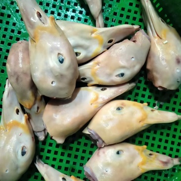 厂家鸭头带舌红嘴雁头