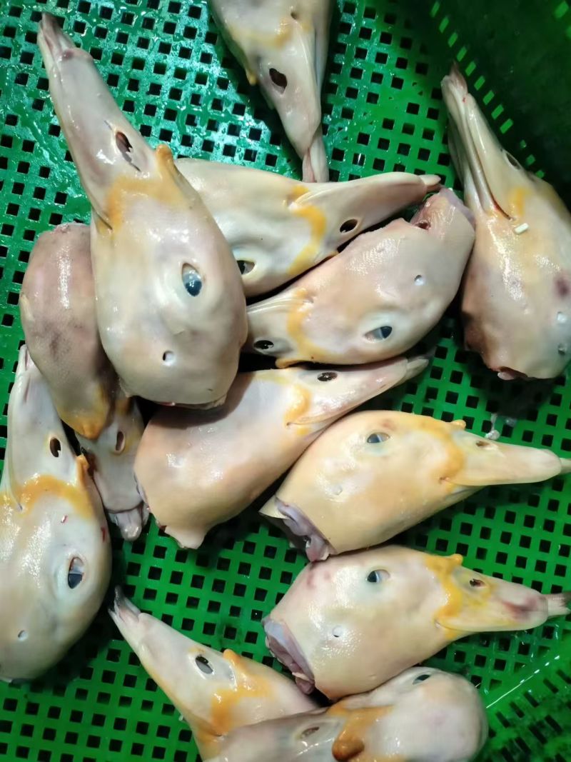 厂家鸭头带舌红嘴雁头