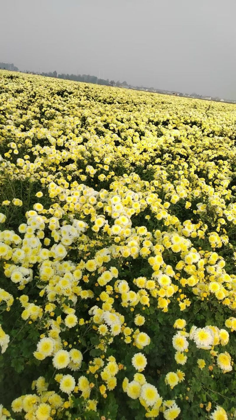 怀庆府四大怀药，主营怀菊花，自家农场种植、烘干