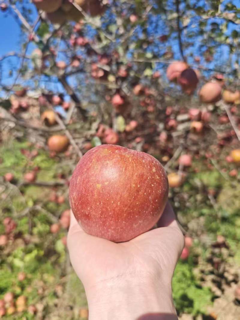 昭通糖心丑苹果