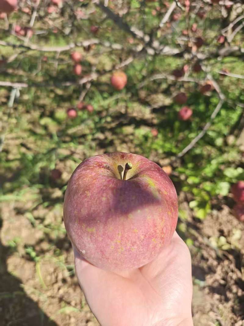 昭通糖心丑苹果