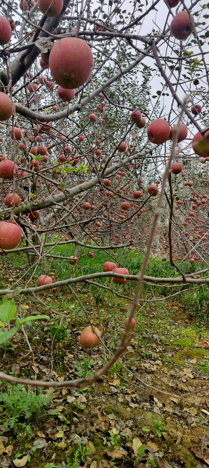 昭通糖心丑苹果