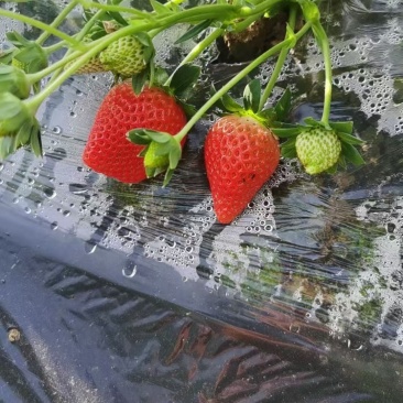 草莓大量上市产地货源品质保量