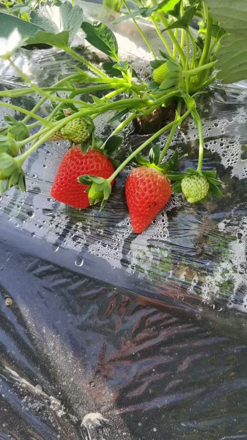 草莓大量上市产地货源品质保量