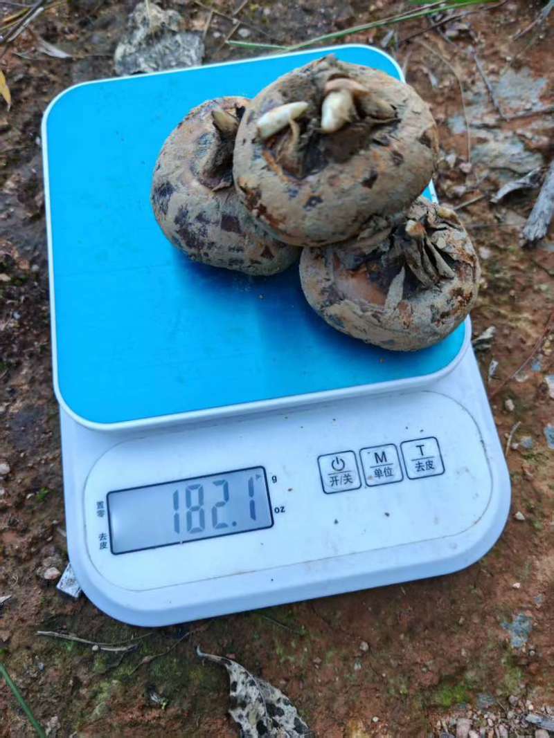 广西马蹄