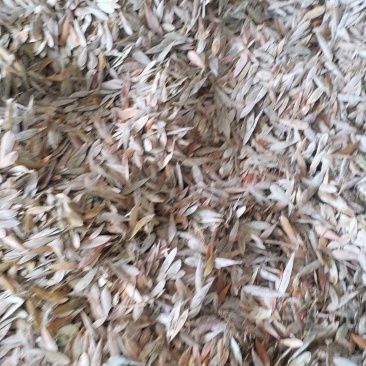 大量收购博落回果荚，现金结算，货到付款